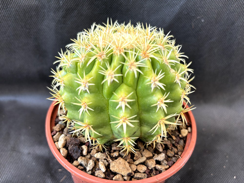 Echinocactus grusonii - grusonii, v