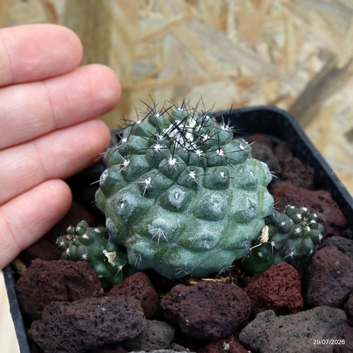 Copiapoa tenuissima vaso cm - vaso,
