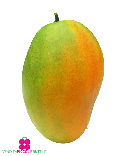 Pianta mango mangifera - pianta,