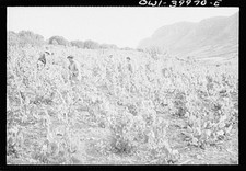 Foto:Sicilia Italia 1900