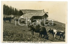 1925 ca COMBATISSIERE /