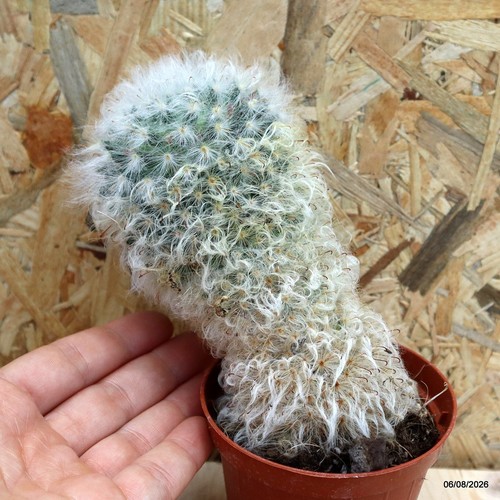 Mammillaria bocasana vaso - mammillaria, 7,5