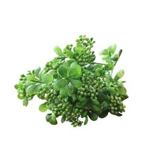  Frutta Finta Piante Da Frutto