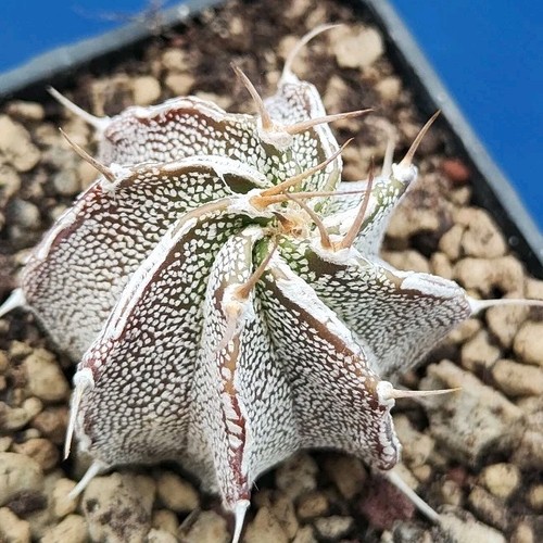 Astrophytum capricorn - , x