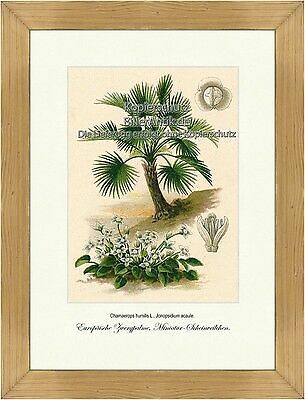 Palma nana europea miniatura