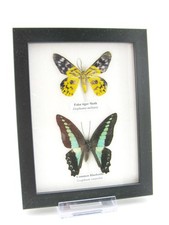 2 farfalle vere, imbottite