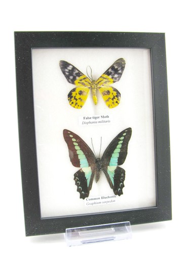 Farfalle vere imbottite - farfalle, vere,