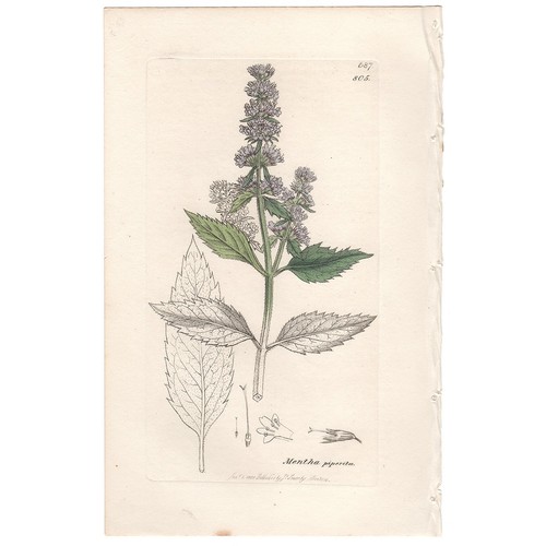 Sowerby botanica inglese 1838 - botanica,