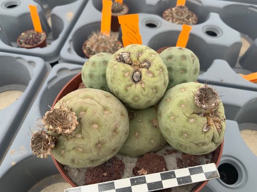 961 tephrocactus geometricus - 961,
