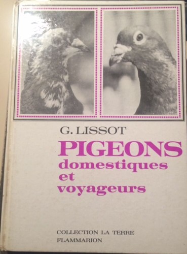 Piccioni domestici - domestici, e