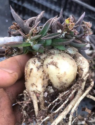Pezzi rara euphorbia - pezzi,