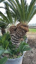 CYCAS REVOLUTA 2 TESTE H 110
