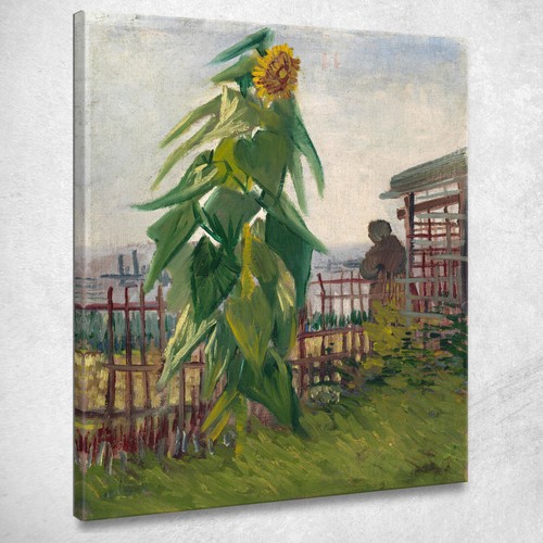 Riparto con girasole vincent - con,