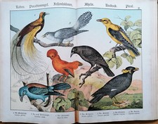 Schubert zoological atlas - zoological,