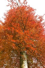 30 semi di faggio rosso Fagus sylvatica foresta albero semi