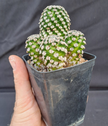 Mammillaria hernandezii