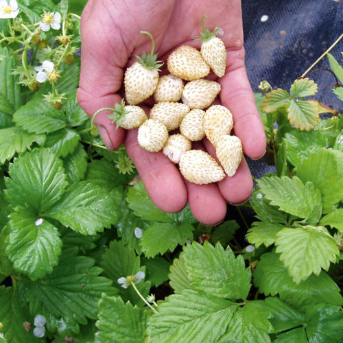 Fragola caramello dorato 10 - fragola,