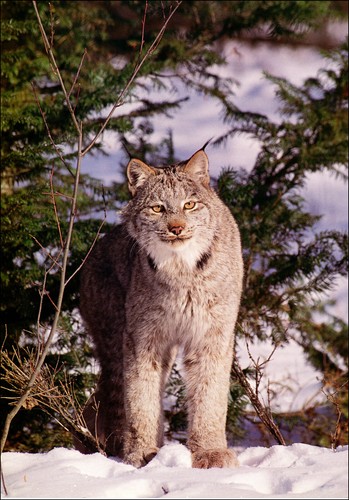 1994 vintage print alaska lynx - 1994,