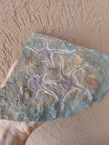Fossili stelle marine - *,