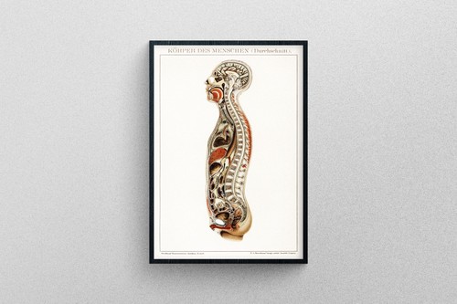 Lato del corpo - il,