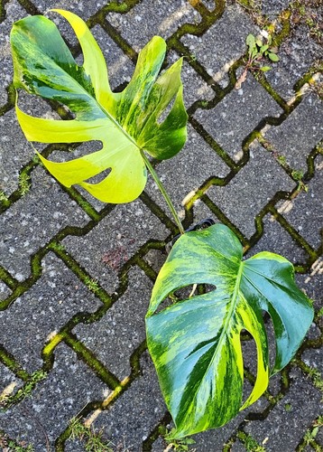 Bellissima monstera yellow - monstera,