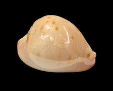 Conchiglia shell cypraea zoila - conchiglia,