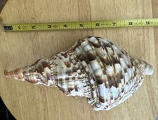 Conchiglia tromba tritone 9"
