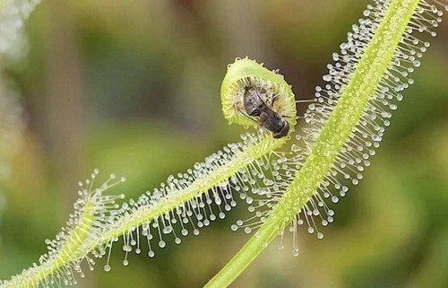 Pianta carnivora drosera - carnivora,