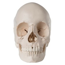 Cranio scomponibile 22 - cranio, in