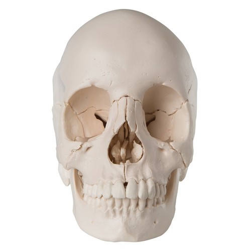 Cranio scomponibile 22 - scomponibile,