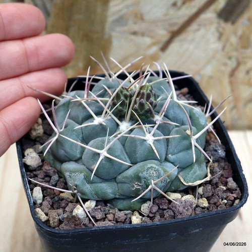 Thelocactus hexaedrophorus