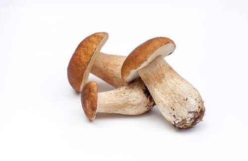 Funghi porcini freschi
