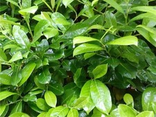 50 Semi Di Lauroceraso Freschi Pianta Giardino Siepe Bonsai