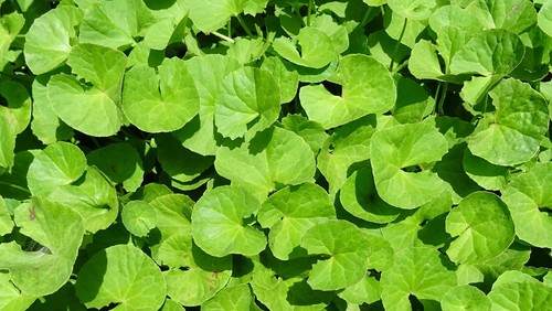 Gotu kola centella - kola, asiatica