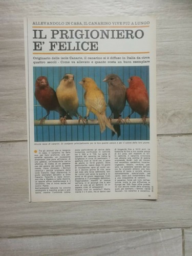 1974 allevamento casa - 1974, in