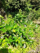 PIANTE ADULTE IN PRODUZIONE DI MIRTILLO GIGANTE AMERICANO, DIVERSE VARIETA'