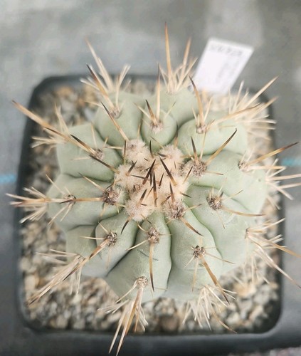 Copiapoa cinerea ssp
