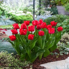 Tulipani bulbi di fiori cipolle Tulipa Triumph Unique De France 5 pz.