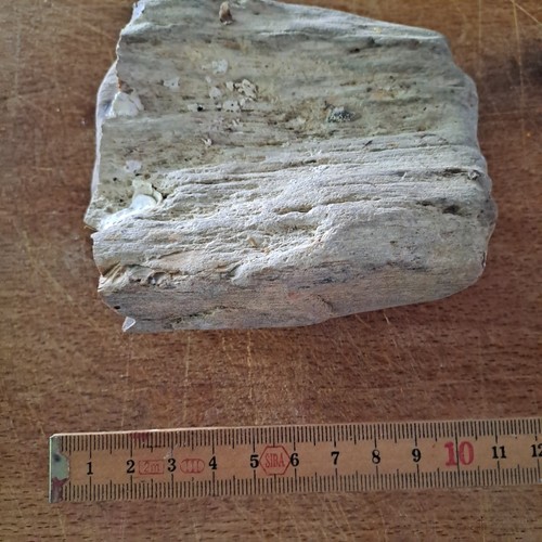 Legno fossile pietrificato - legno,