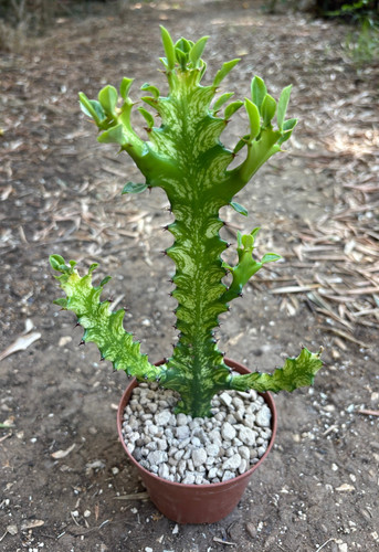 Euphorbia trigona mint - trigona,