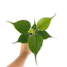 Ficus religiosa albero Bodhi Tree - 2 talee per radicare o innesto