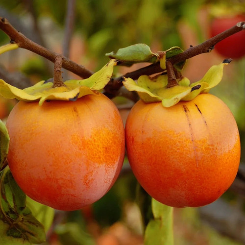 Pianta frutto caco - da,