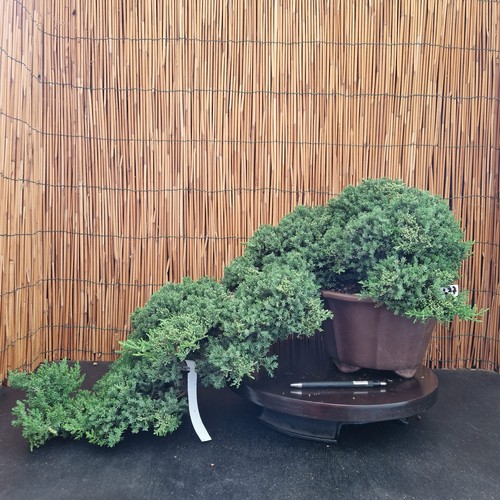 Bonsai ginepro procumbens h - bonsai,