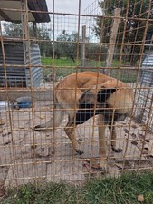 cucciolo pastore belga malinois 8 mesi circa ottima genealogia