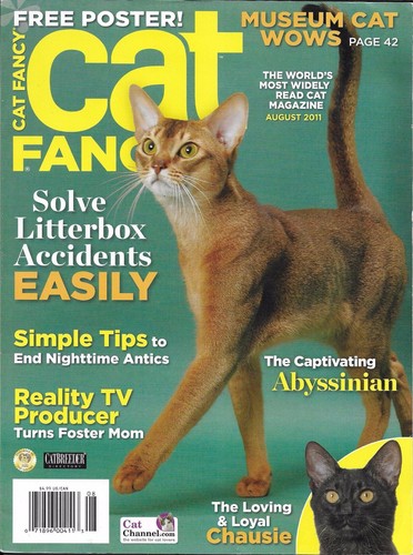 Cat fancy magazine abyssinian - cat,