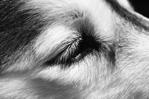 Sony a55 con due obiettivi - sony,