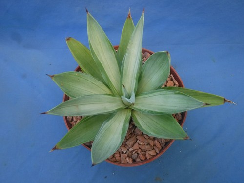 Agave desmettiana