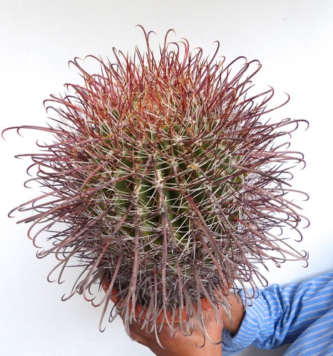 Ferocactus wislizeni seeds - seeds,