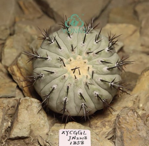 Vendita raro cactus copiapoa - raro,