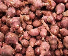50 Tuberi Topinambur Rosso da Semina - NON TRATTATO per Piante Topinambur
